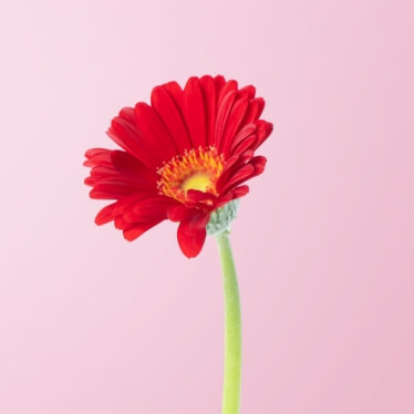 規格外（15%FLOVERS）