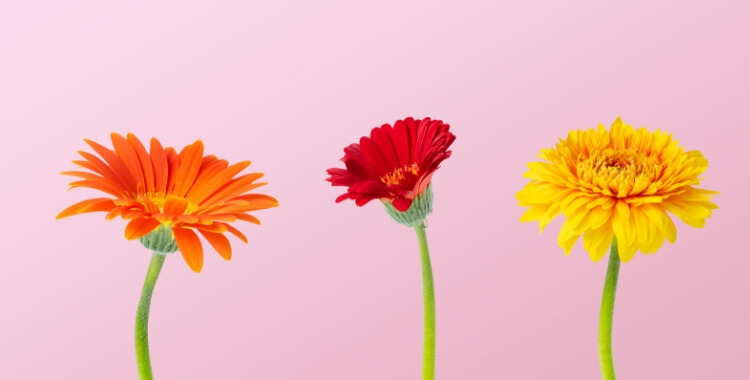 規格外（15%FLOVERS）