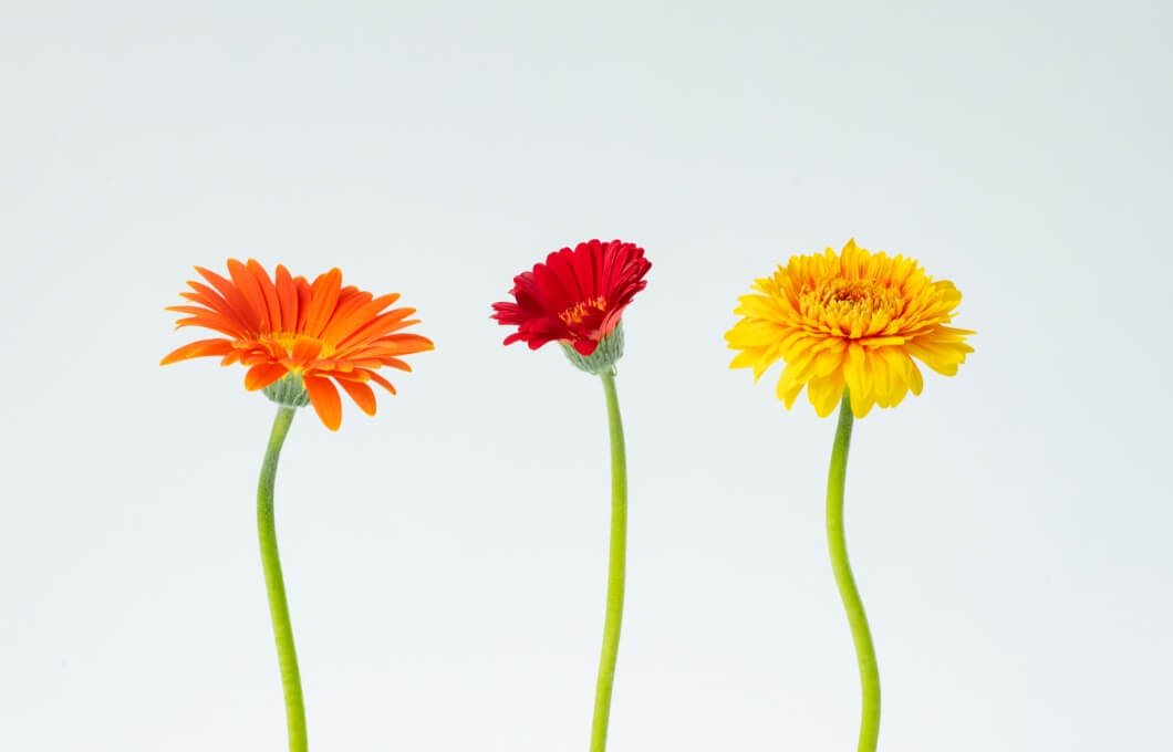 フラワーロスとは