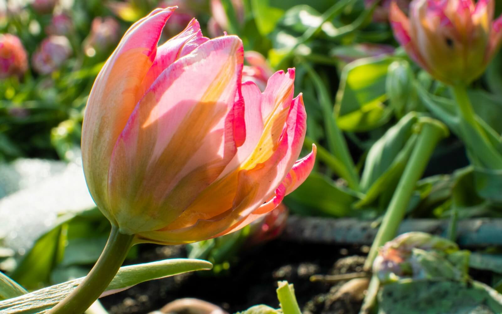 見向きもされなかったお花が日の目を見れて嬉しかった。