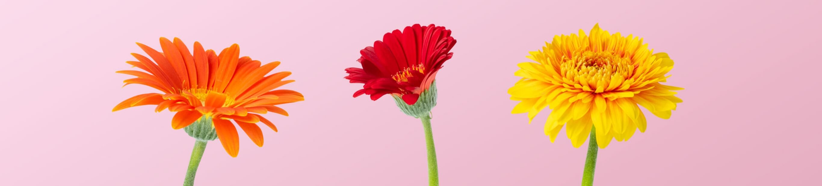 規格外（15%FLOVERS）